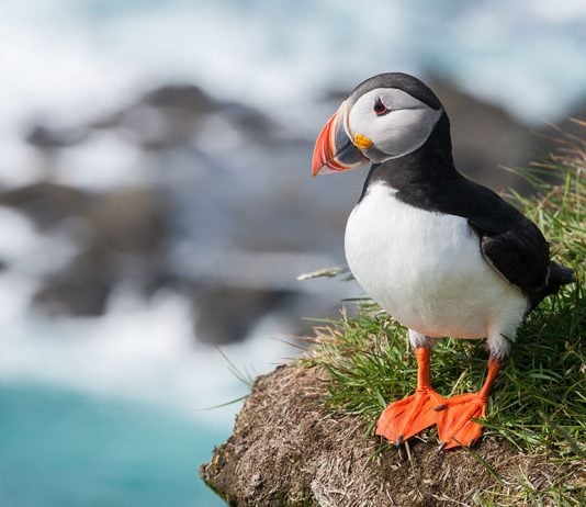 Puffin Iceland