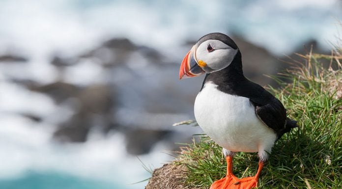 There are many places in Vestmannaeyjar / the Westman Islands of Iceland that are ideal for bird watching. Puffin Iceland