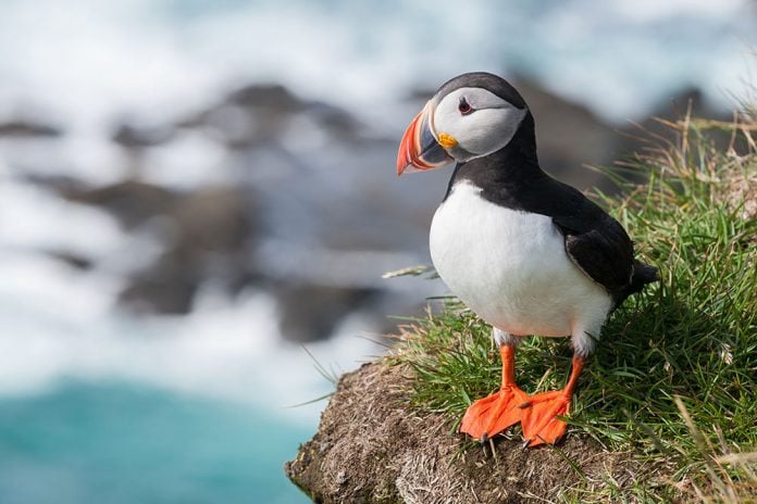 Puffin Iceland
