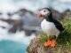 There are many places in Vestmannaeyjar / the Westman Islands of Iceland that are ideal for bird watching. Puffin Iceland