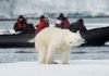 AECO statement on polar bear incident in Svalbard