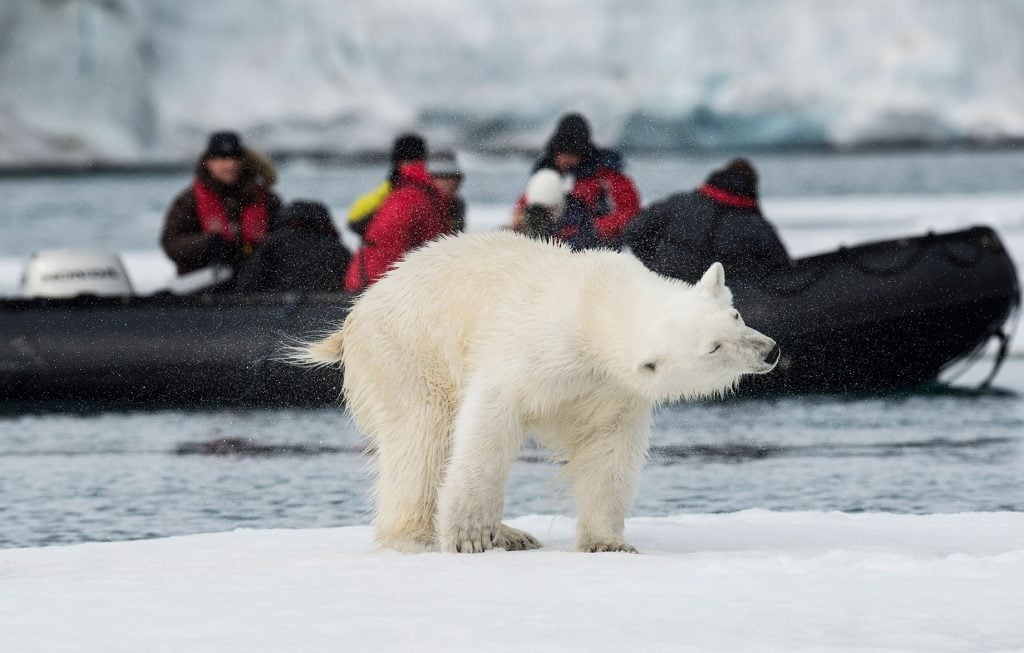 AECO statement on polar bear incident in Svalbard