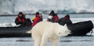 AECO statement on polar bear incident in Svalbard AECO statement on polar bear incident in Svalbard