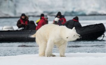 AECO statement on polar bear incident in Svalbard