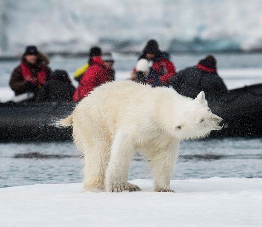 AECO statement on polar bear incident in Svalbard