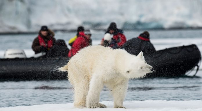 AECO statement on polar bear incident in Svalbard