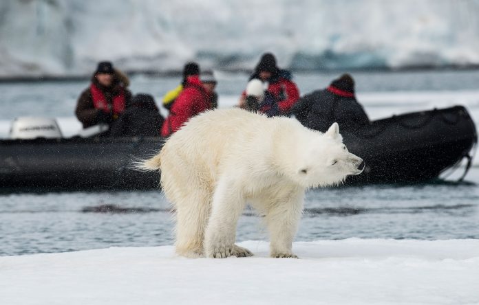AECO statement on polar bear incident in Svalbard