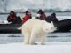 AECO statement on polar bear incident in Svalbard