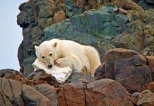 Arctic cruise operators celebrate World Cleanup Day