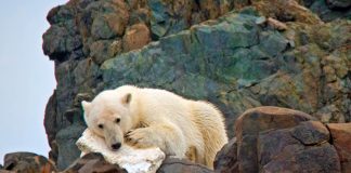 Arctic cruise operators celebrate World Cleanup Day