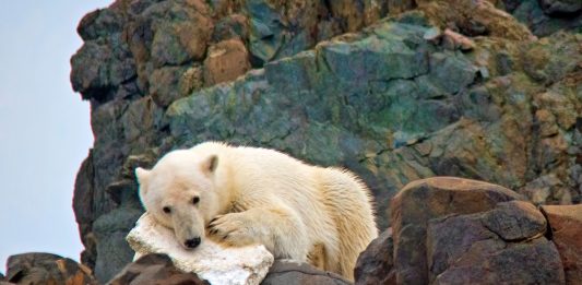 Arctic cruise operators celebrate World Cleanup Day