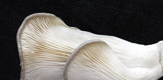 NEW NORDIC BY SAS GOES VEGAN