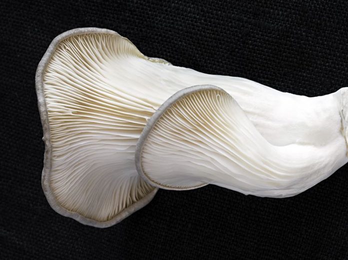 NEW NORDIC BY SAS GOES VEGAN NEW NORDIC BY SAS GOES VEGAN