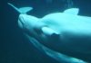 Sanctuary for Beluga whales in Westman Islands has welcomed Little Grey and Little White