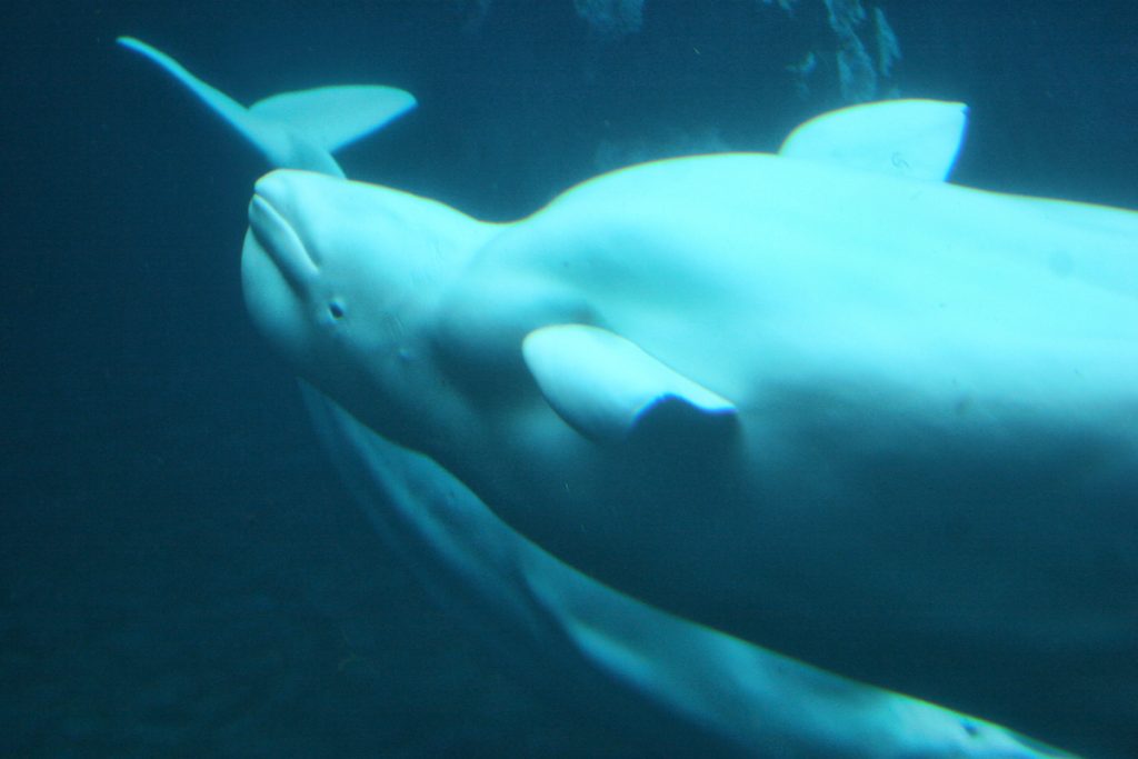 Sanctuary for Beluga whales in Westman Islands has welcomed Little Grey and Little White