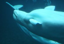 Sanctuary for Beluga whales in Westman Islands has welcomed Little Grey and Little White Sanctuary for Beluga whales in Westman Islands has welcomed Little Grey and Little White