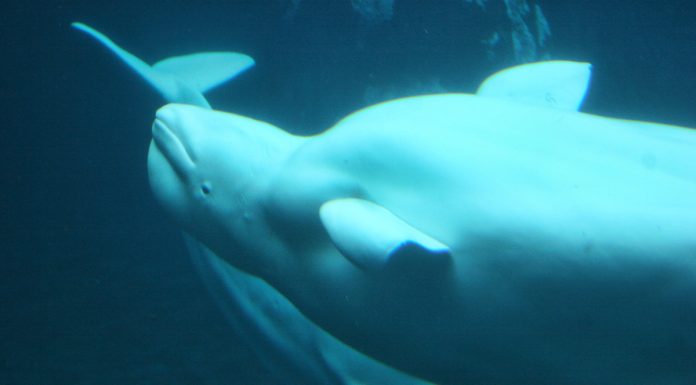 Sanctuary for Beluga whales in Westman Islands has welcomed Little Grey and Little White Sanctuary for Beluga whales in Westman Islands has welcomed Little Grey and Little White