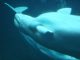 Sanctuary for Beluga whales in Westman Islands has welcomed Little Grey and Little White