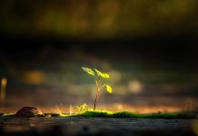 Saving the Planet One Wooden Fork At A Time