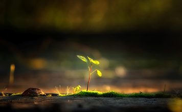 Saving the Planet One Wooden Fork At A Time