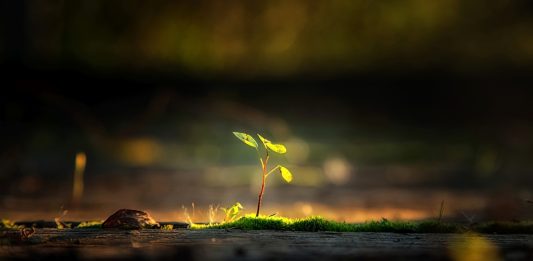 Saving the Planet One Wooden Fork At A Time