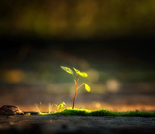 Saving the Planet One Wooden Fork At A Time