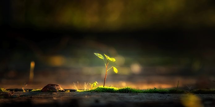 Saving the Planet One Wooden Fork At A Time