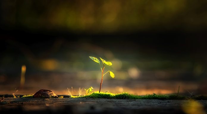 Saving the Planet One Wooden Fork At A Time