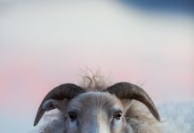 Free-range lamb roams a northern paradise