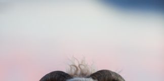 Free-range lamb roams a northern paradise