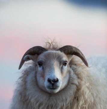 Free-range lamb roams a northern paradise