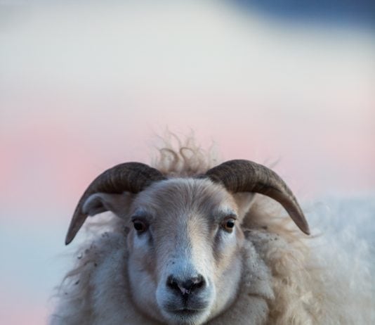 Free-range lamb roams a northern paradise