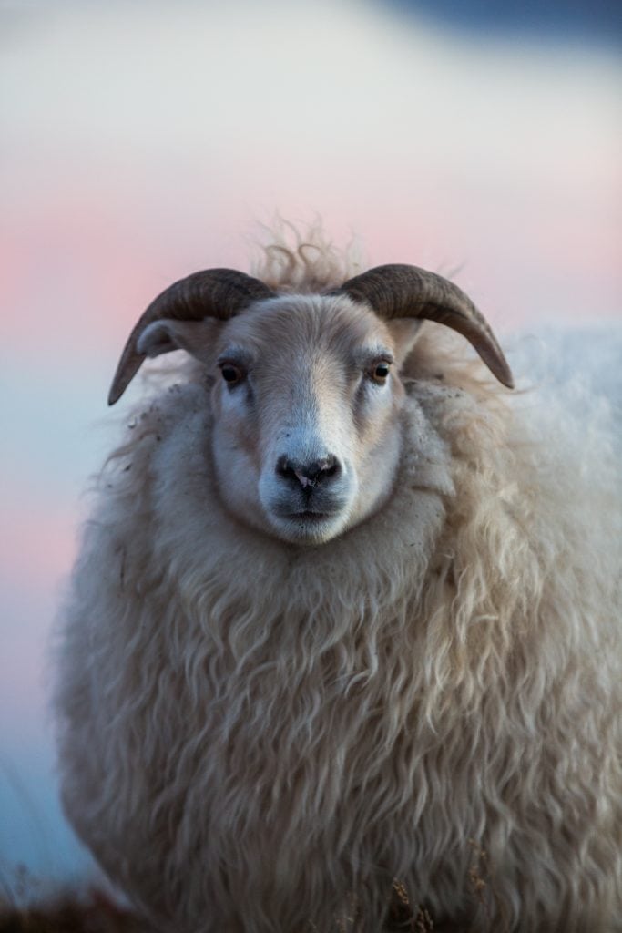 Free-range lamb roams a northern paradise