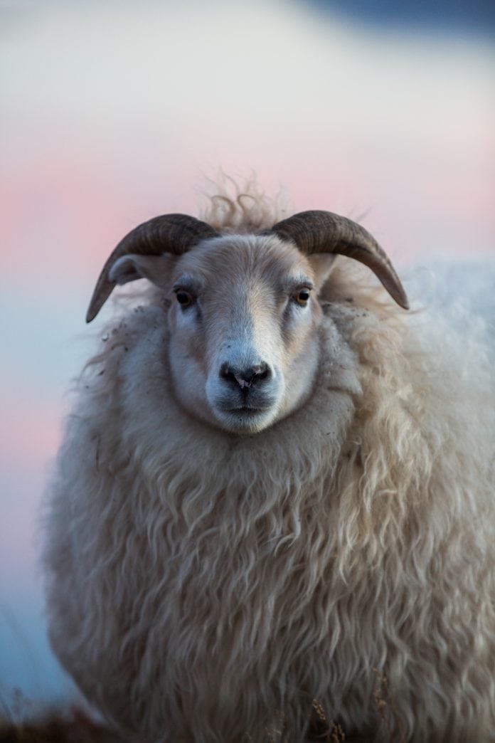 Free-range lamb roams a northern paradise