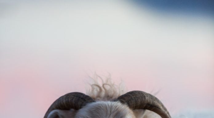The Icelandic Lamb: Free-range lamb roams a northern paradise since 874. Free-range lamb roams a northern paradise