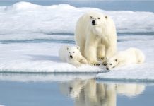 Welcome to Svalbard, the true Arctic!