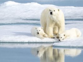 Welcome to Svalbard, the true Arctic!