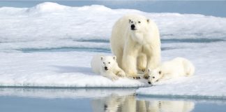 Welcome to Svalbard, the true Arctic!