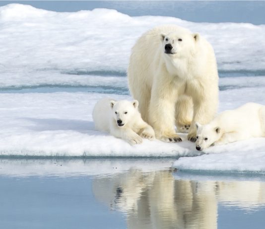 Welcome to Svalbard, the true Arctic!