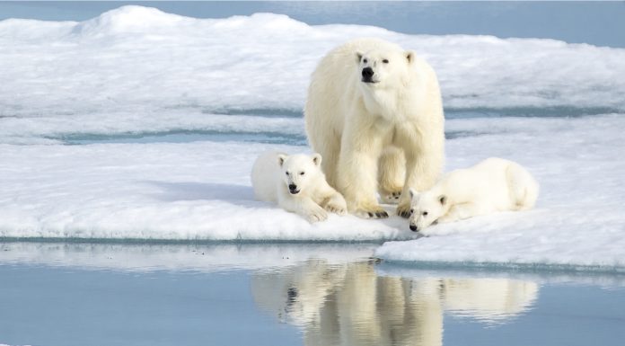 Welcome to Svalbard, the true Arctic! Welcome to Svalbard, the true Arctic!